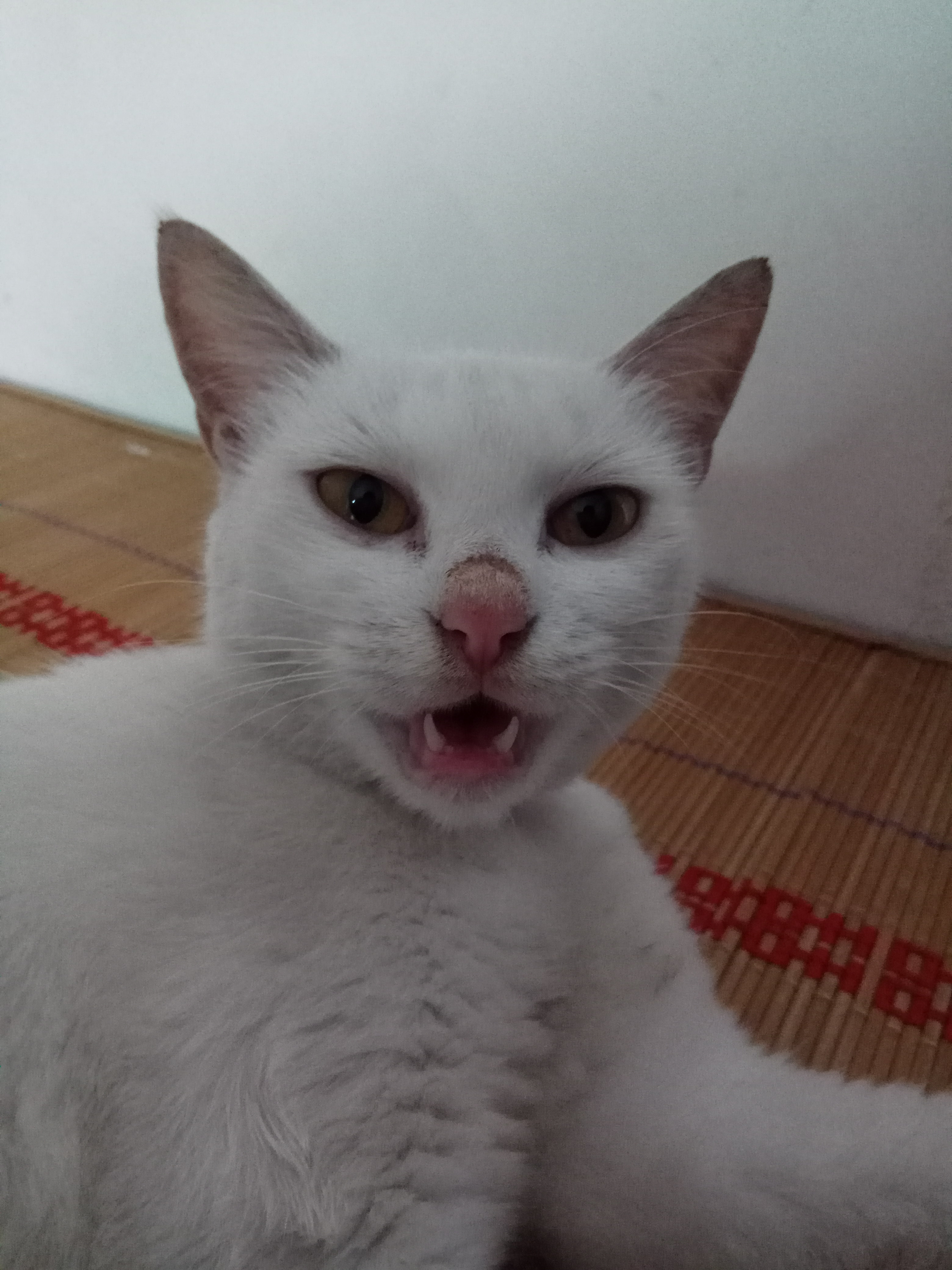 白台