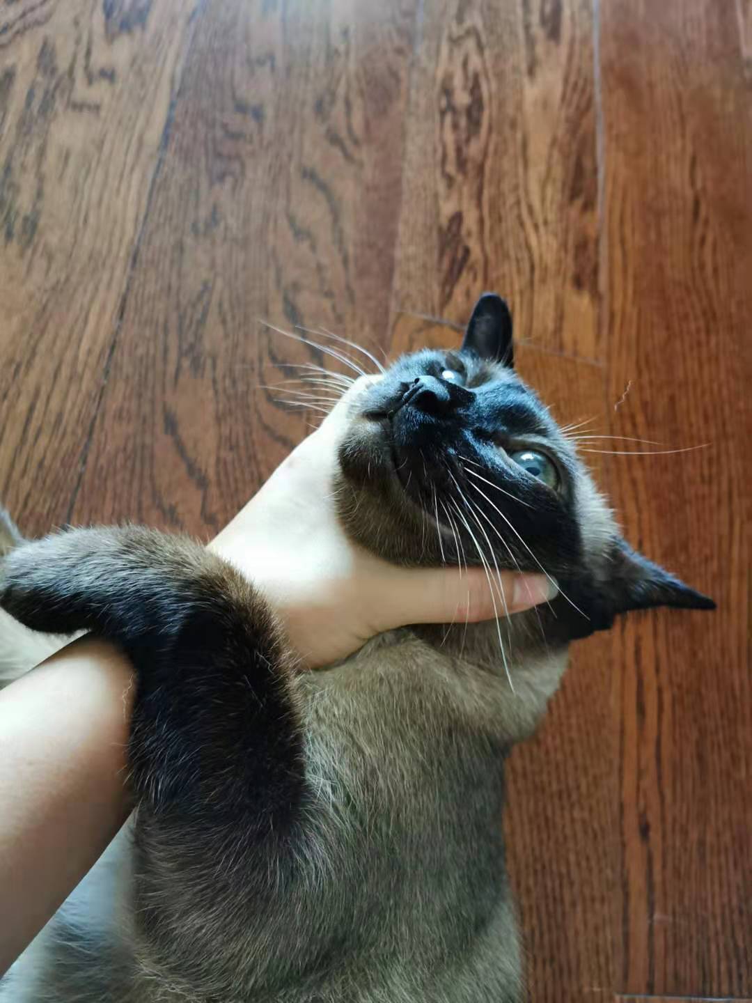 将军牛奶猫