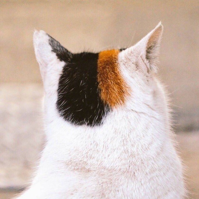 婉兮清涵