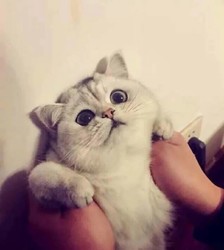 小希儿