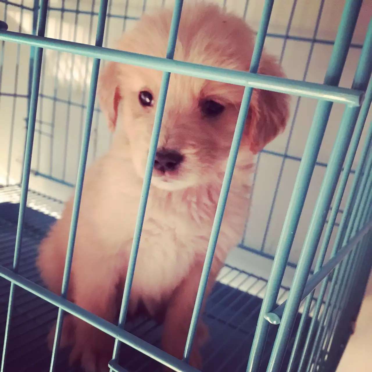 仓鼠 仓鼠
