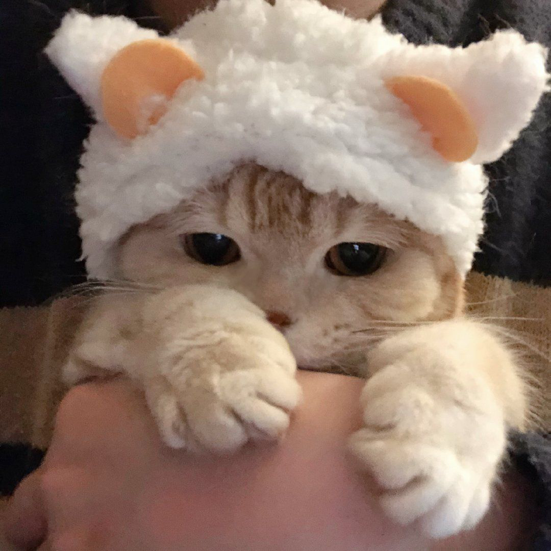 猫又小天使