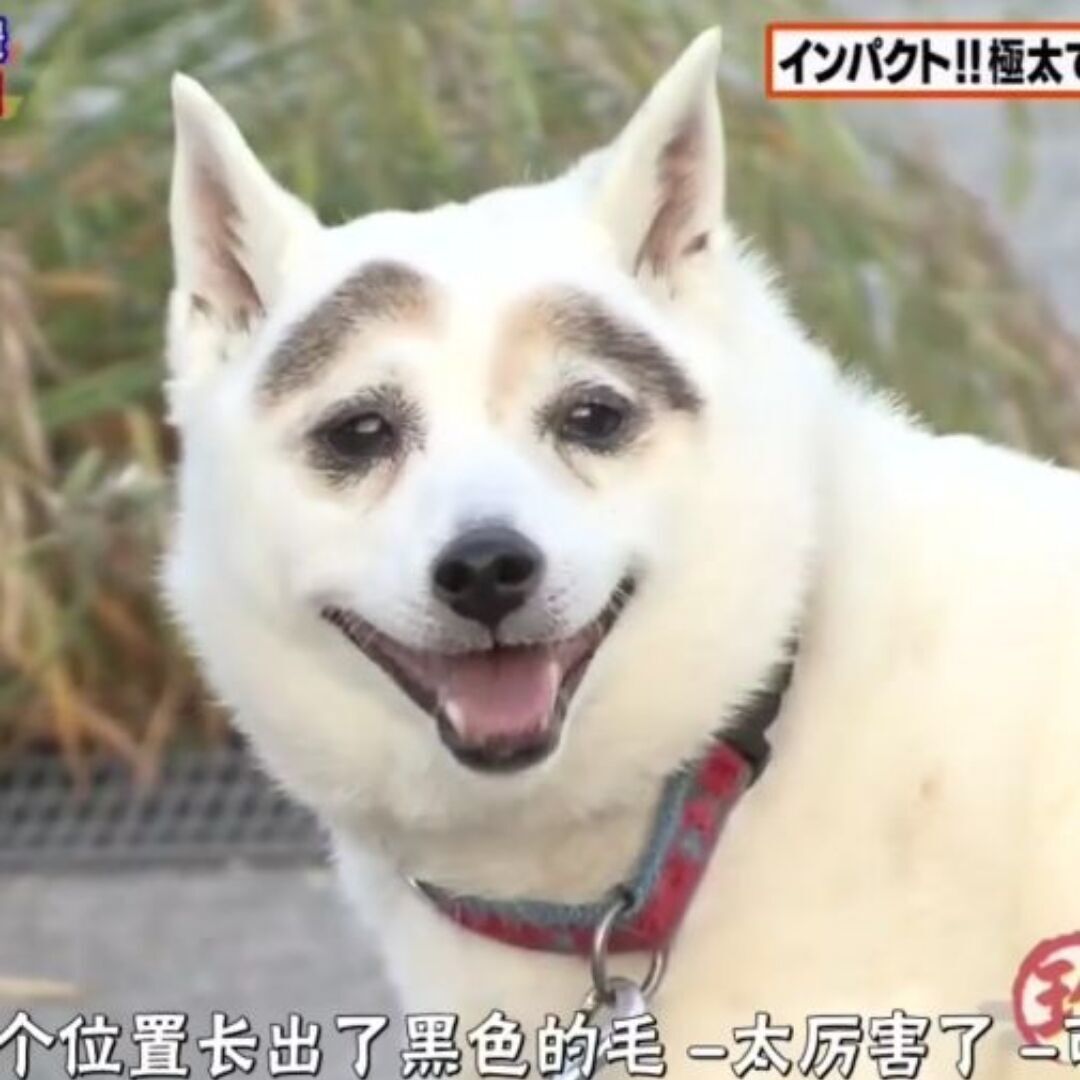 狗间太平 狗间太平