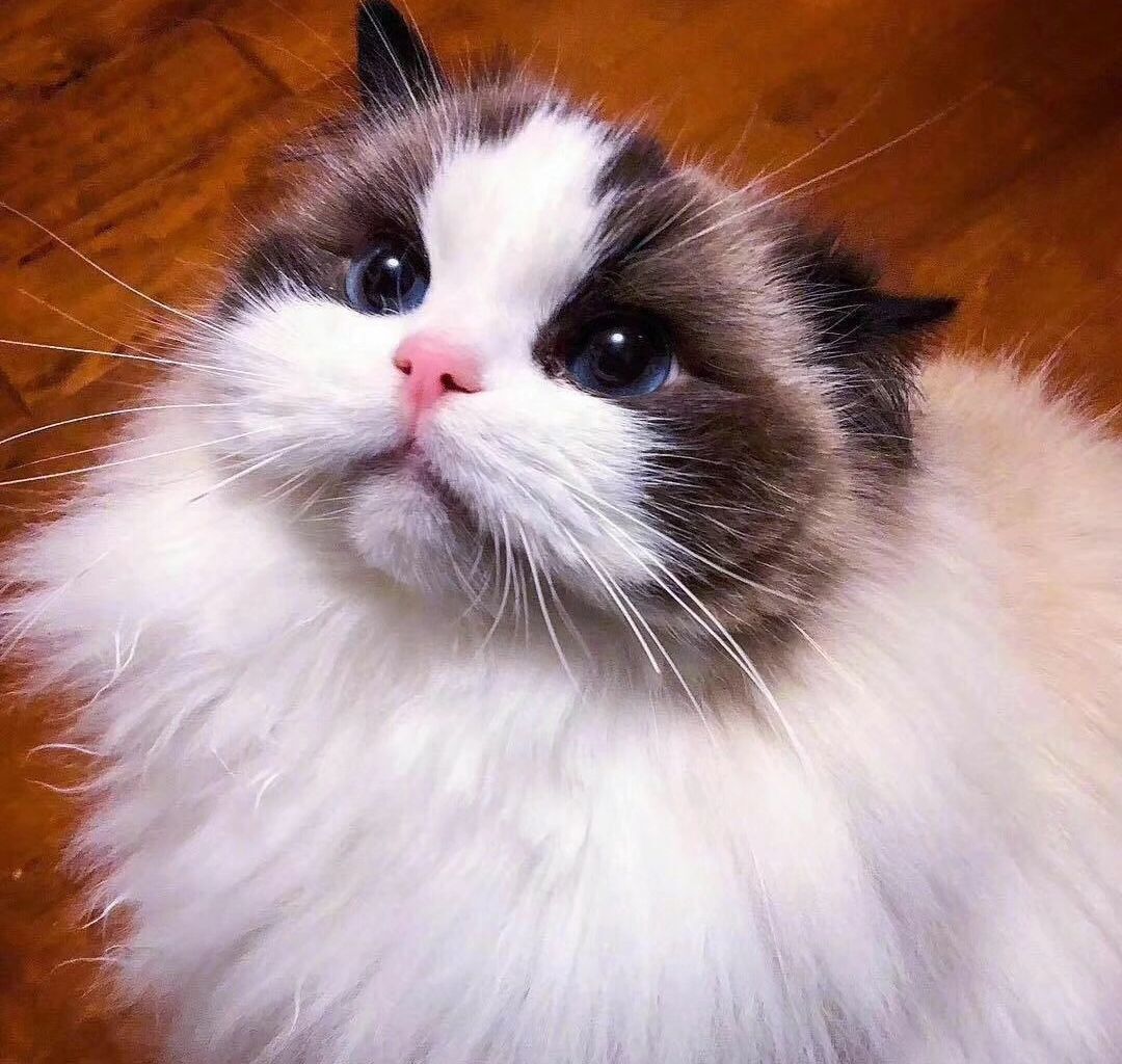 骚叔