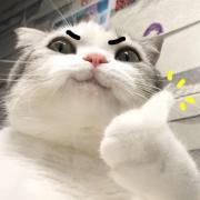 墨小猫喵喵喵