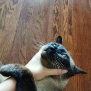 将军牛奶猫