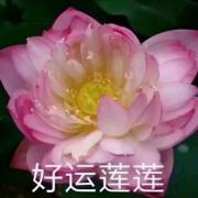 王雾鱼