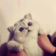 小希儿