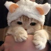 猫又小天使