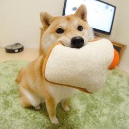 藤木游矢