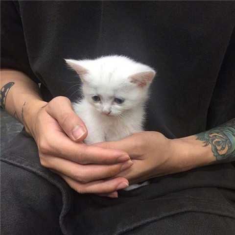 漠桀