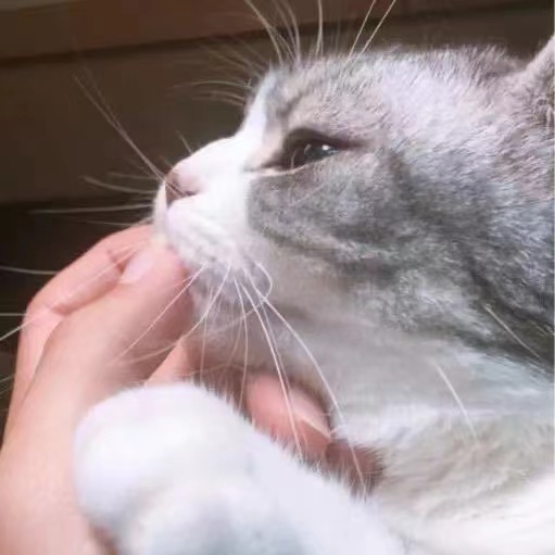 鲱鱼Oo
