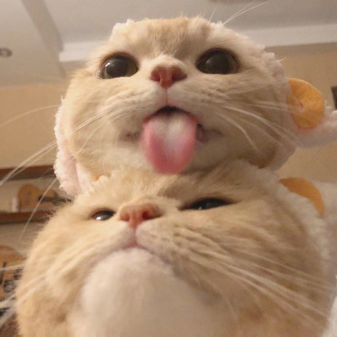 爱吃鸡翅的猫