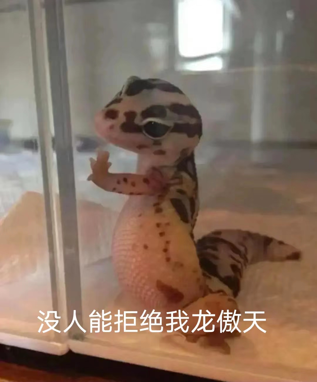 曲晴羽