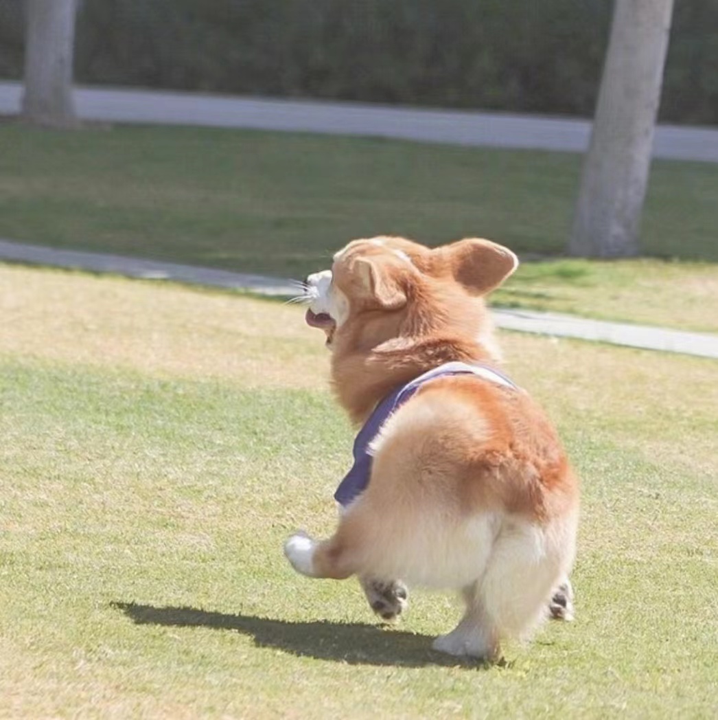 一只肉昕
