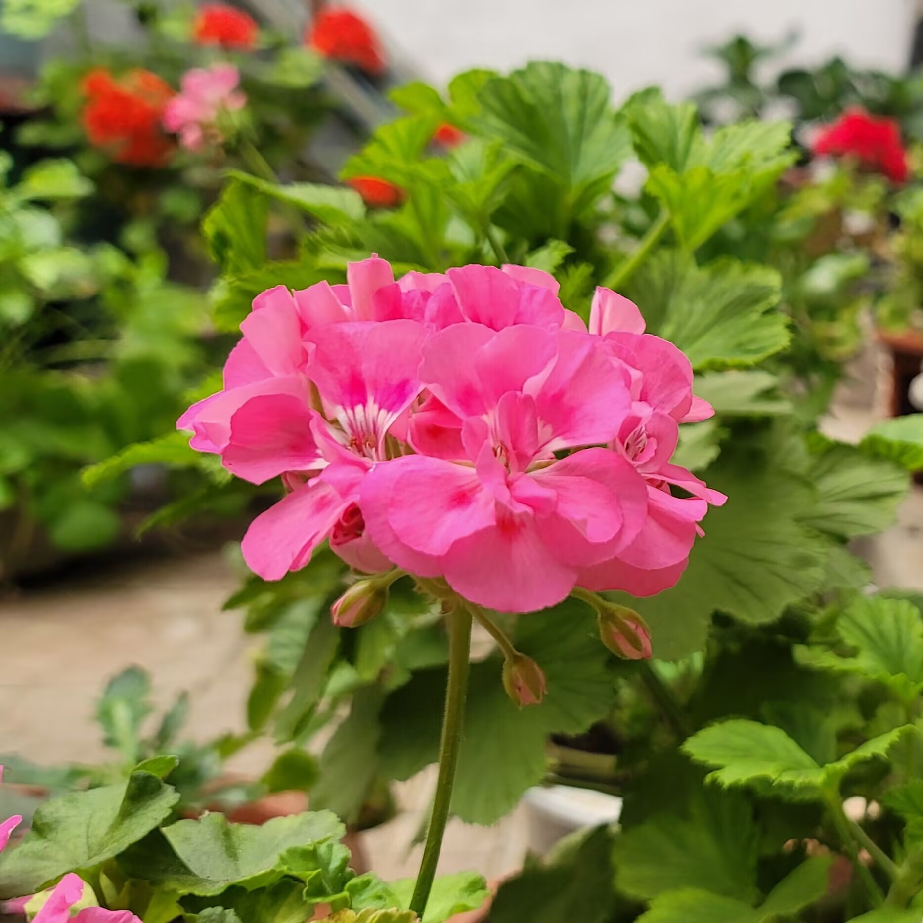 花枝