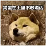 狗蛋