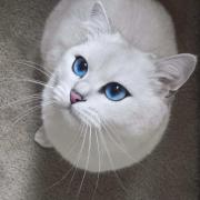 cv猫儿