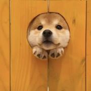 大良