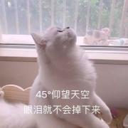 卿卿卿书