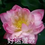 柚辄