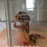 曲晴羽