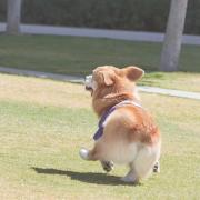 一只肉昕