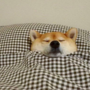 羚羊
