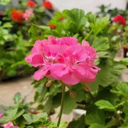 花枝