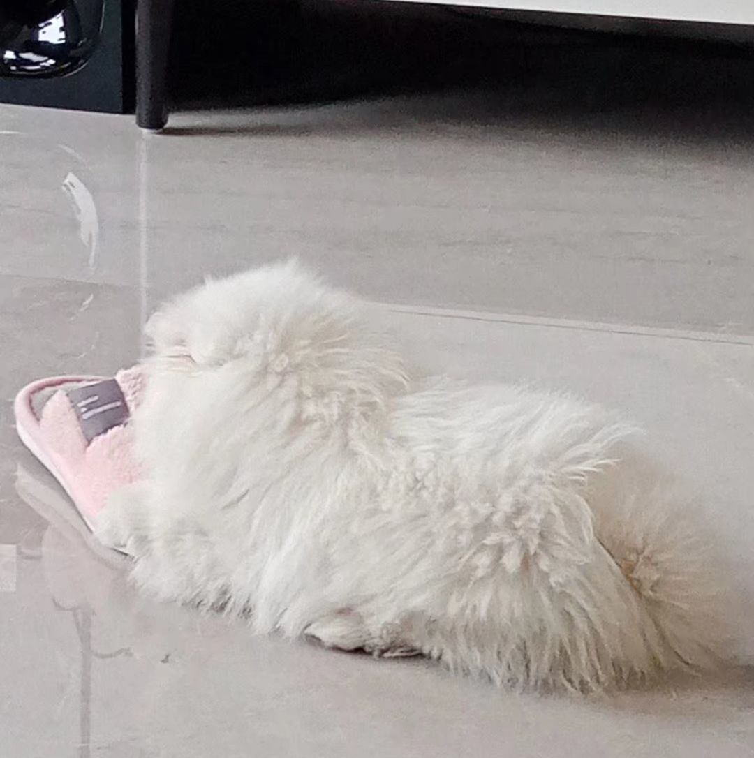 殊易syi