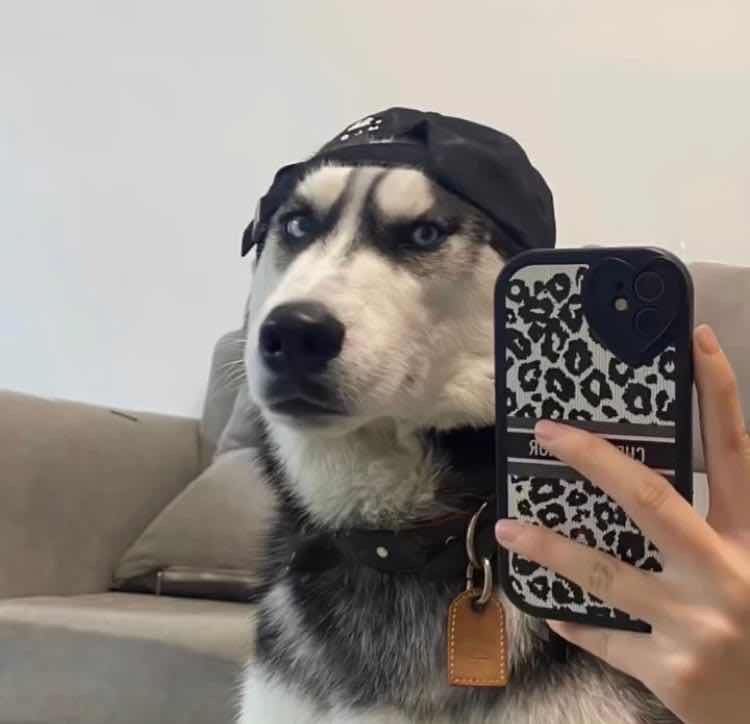 CV白寻