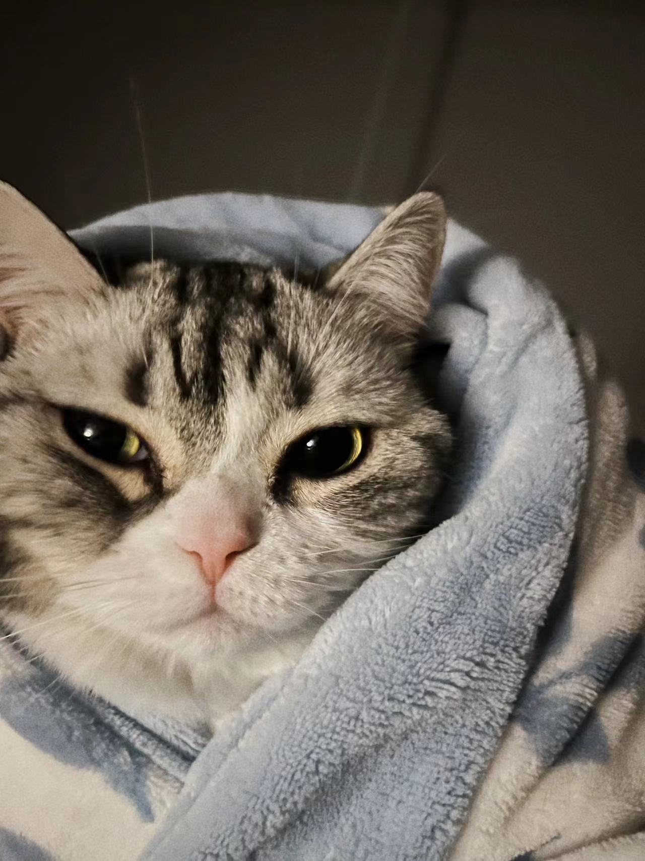 太阳猫奥利奥