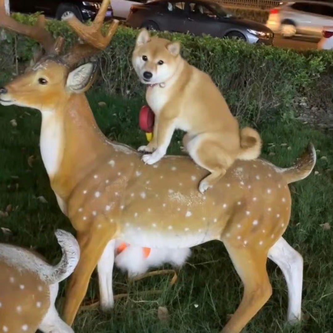 梦东