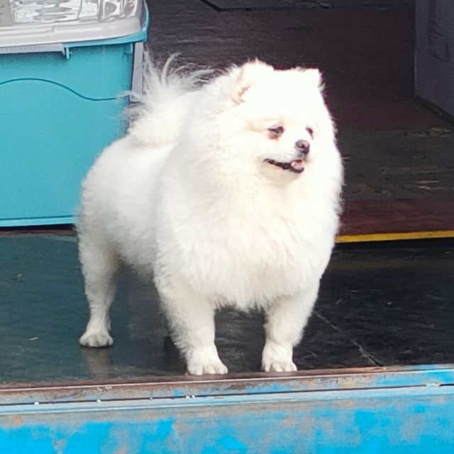 玄八