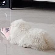 殊易syi
