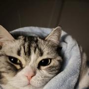 太阳猫奥利奥