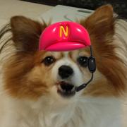 实心儿