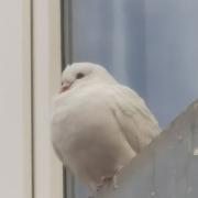 夏柘